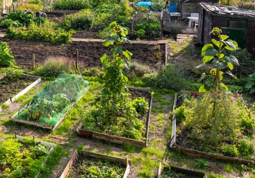 Urban gardening